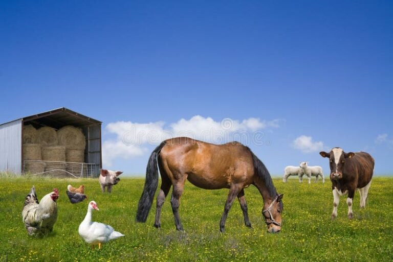 Qué Sistemas Son Clave en el Proceso de Nutrición Animal 8 Qué Sistemas Son Clave en el Proceso de Nutrición Animal