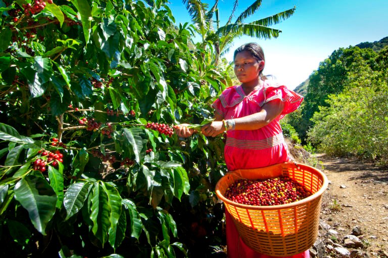 Quién es María Fernanda Cabal y qué relación tiene con el café 4 Quién es María Fernanda Cabal y qué relación tiene con el café