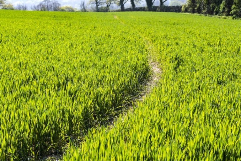 campo sembrado con cultivos verdes y saludables