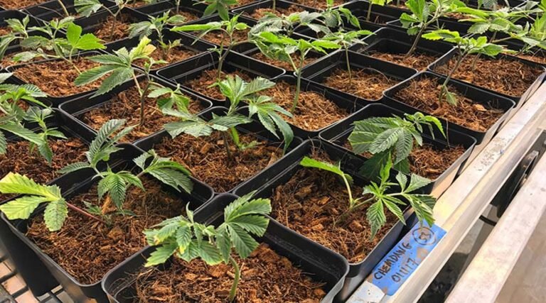 Qué beneficios aporta la fibra de coco a las plantas en el cultivo