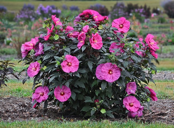 Qué flores y detalles elegir para decorar en Cali 6 Qué flores y detalles elegir para decorar en Cali