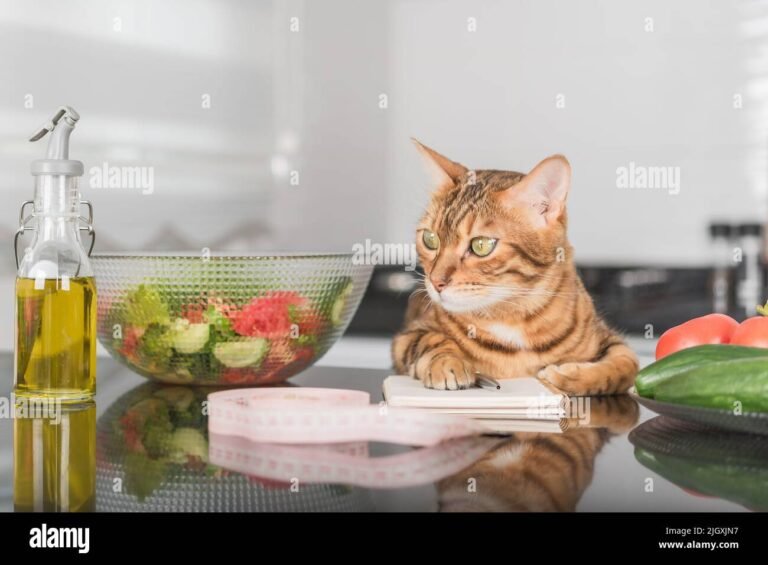 Qué alimentos garantizan un equilibrio nutricional para mi gato 8 Qué alimentos garantizan un equilibrio nutricional para mi gato