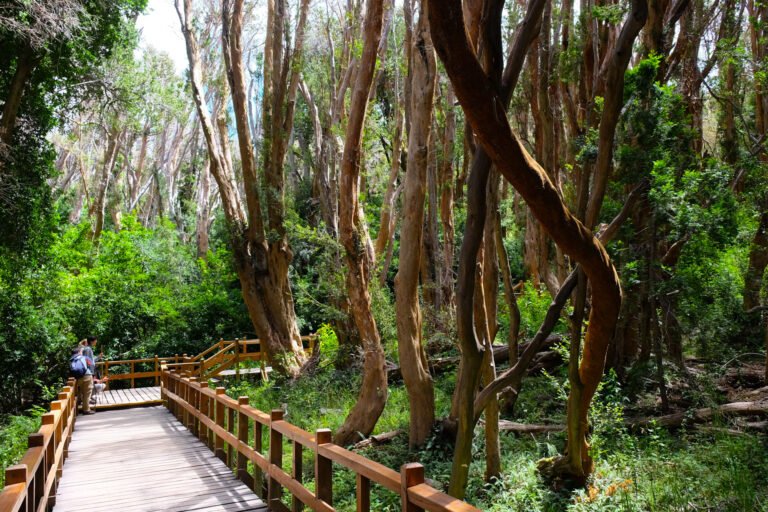 Qué actividades y atracciones ofrece la finca Los Arrayanes en Andes, Antioquia 7 Qué actividades y atracciones ofrece la finca Los Arrayanes en Andes, Antioquia