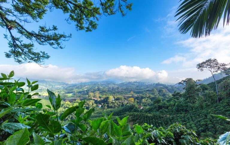 Qué lugares debo visitar en el Eje Cafetero de Colombia 29 paisaje de montanas y cafetales en colombia