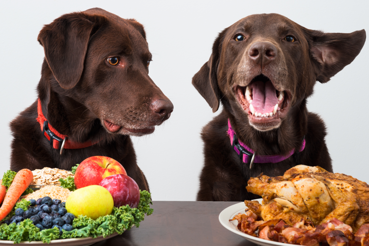 Qué beneficios ofrece la comida deshidratada para perros 8 Qué beneficios ofrece la comida deshidratada para perros